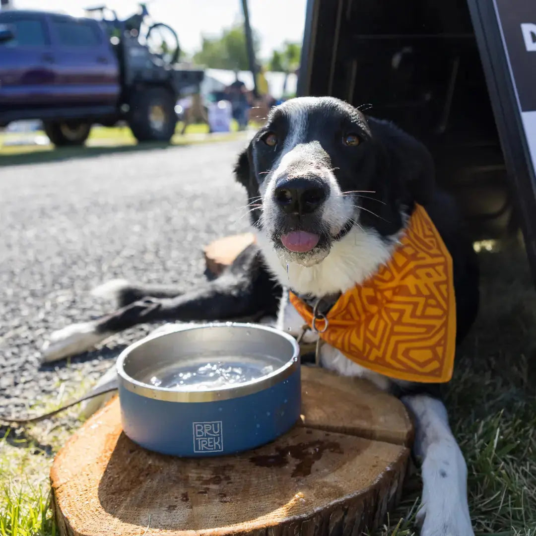 BruTrek® Dog Bowl Happy Bear Coffee