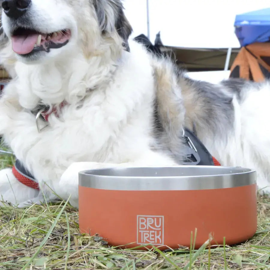 BruTrek® Dog Bowl Happy Bear Coffee